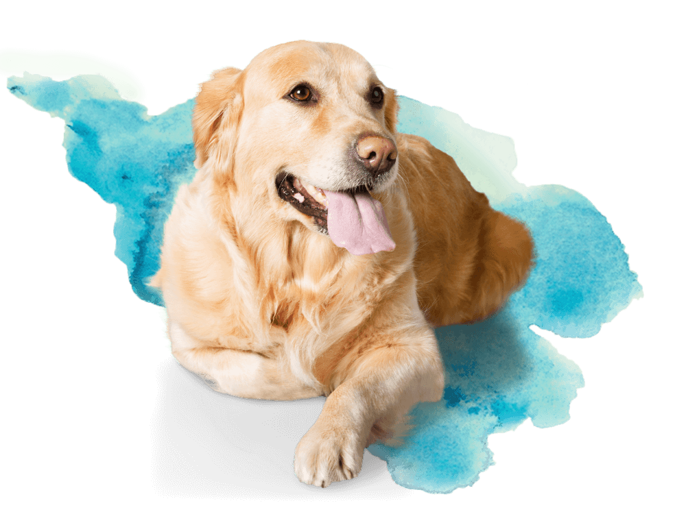 basset hound in front of blue watercolor background