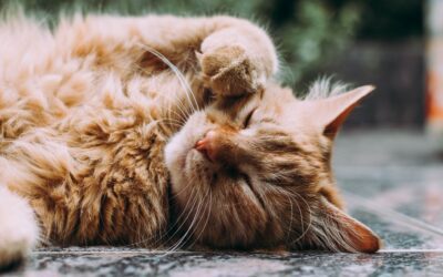 Unlocking the Secrets to Senior Cat Vitality