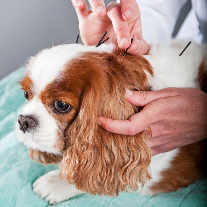 Vet doing acupuncture on a dog